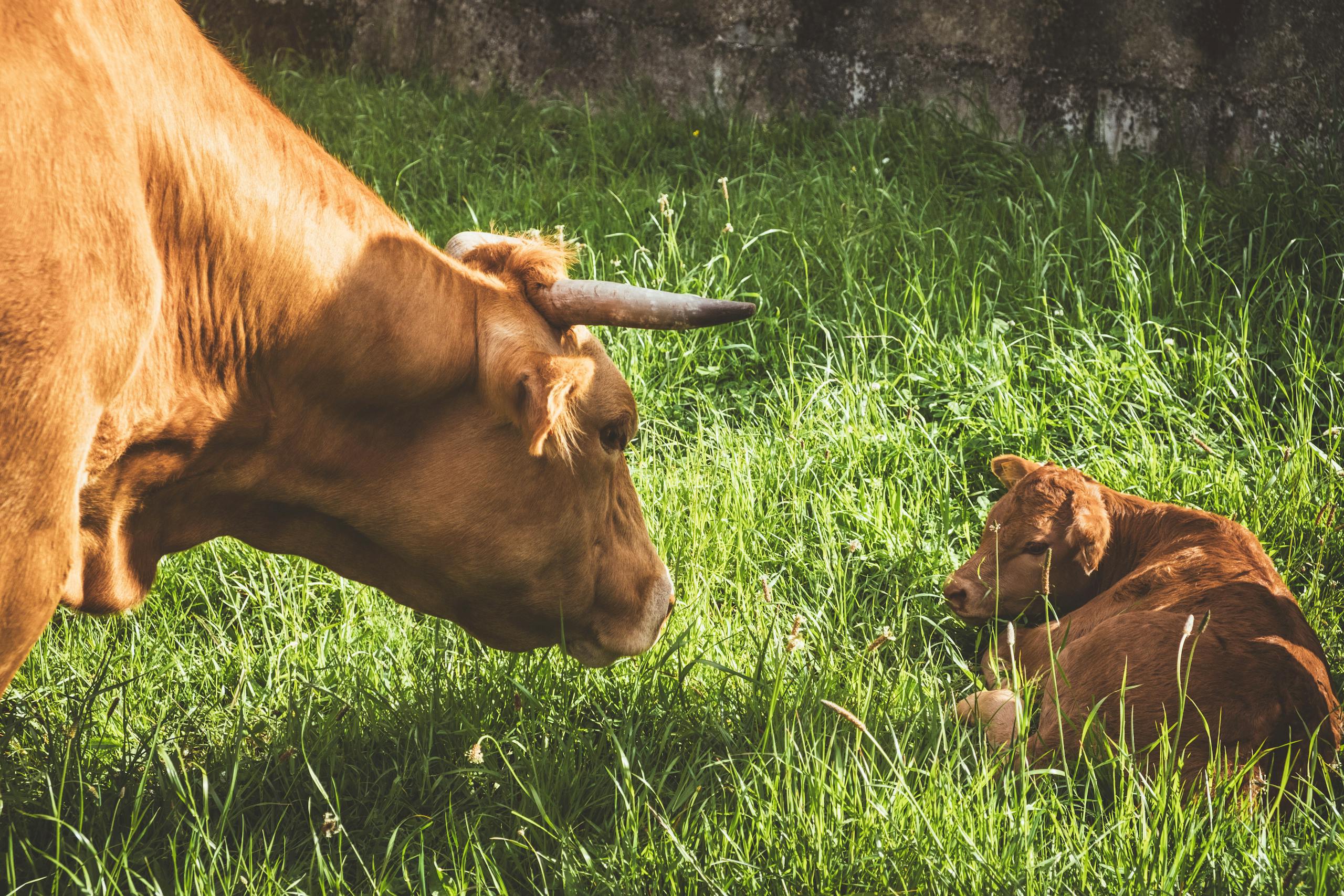 Two bulls resting and grazing in a lush green pasture in Santiago de Compostela, Spain.